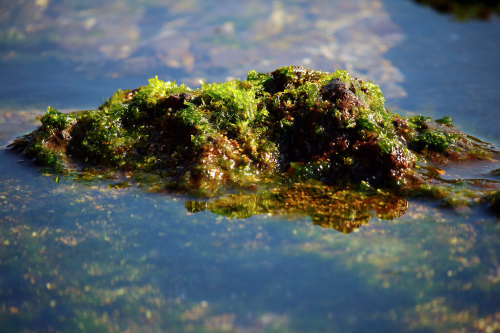 海藻による海苔の種類
