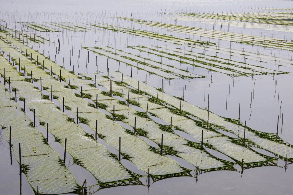 美味しい海苔ができるまで