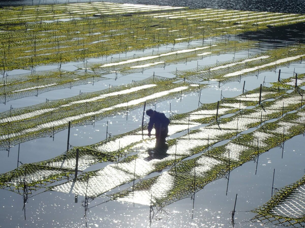 有明海の美味しい海苔ができるまで～培養から加工まで